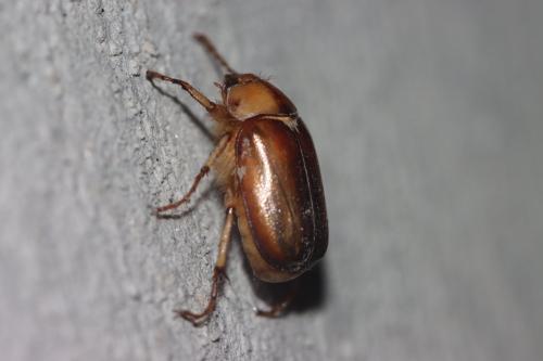 Melolonthinae